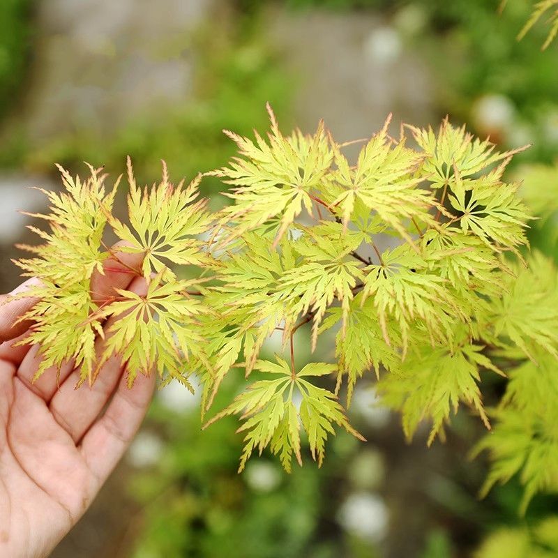 青龙羽毛枫青龙枫树苗耐寒耐旱庭院阳台盆栽苗观叶多色植物
