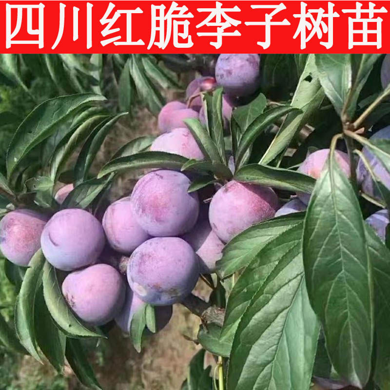 四川汉源嫁接红小脆红李子树苗水果甜孕妇李子7月成熟水果苗