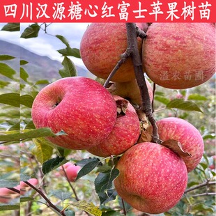1年四川汉源嫁接苹果树苗晚熟糖心红富士早熟红将军脆甜水果树苗