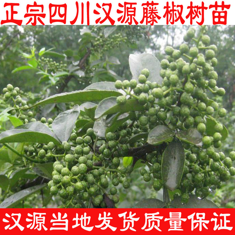 带土杯苗四川嫁接藤椒树苗青麻椒树非无刺大红袍树苗南北盆栽地栽