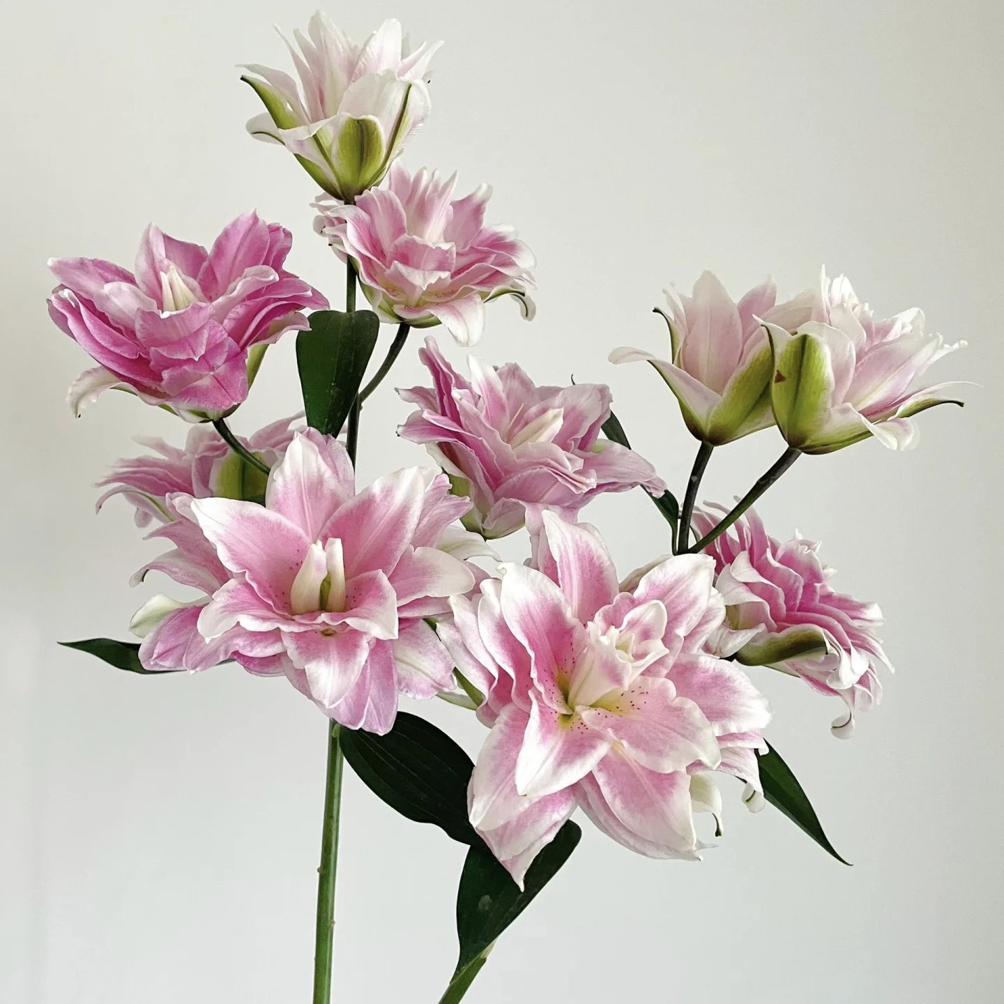 【莲花之境】香水百合水养鲜花叶子需要修剪养护云南基地直发