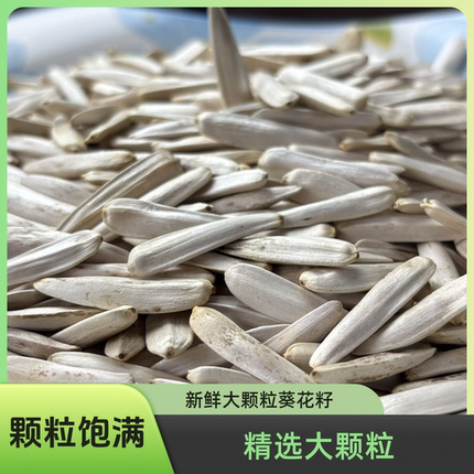 新疆直发新疆现炒马牙原味瓜子超大颗粒更过瘾不上火消遣瓜子