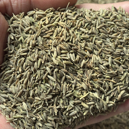 新疆直发新疆孜然粒无加工颗粒饱满烧烤调料孜然粒
