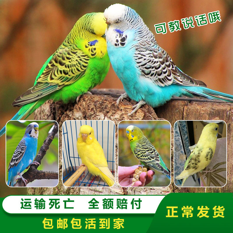 一件代发虎皮牡丹玄凤可繁殖鸟笼