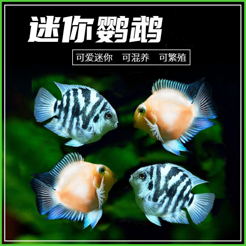 家用摆件淡水热带观赏鱼活体迷你鹦鹉鱼小金鱼草鱼小鱼缸宠物活体,宠物/宠物食品及用品,鱼,淘宝优惠券,粉丝福利购,淘宝优惠卷