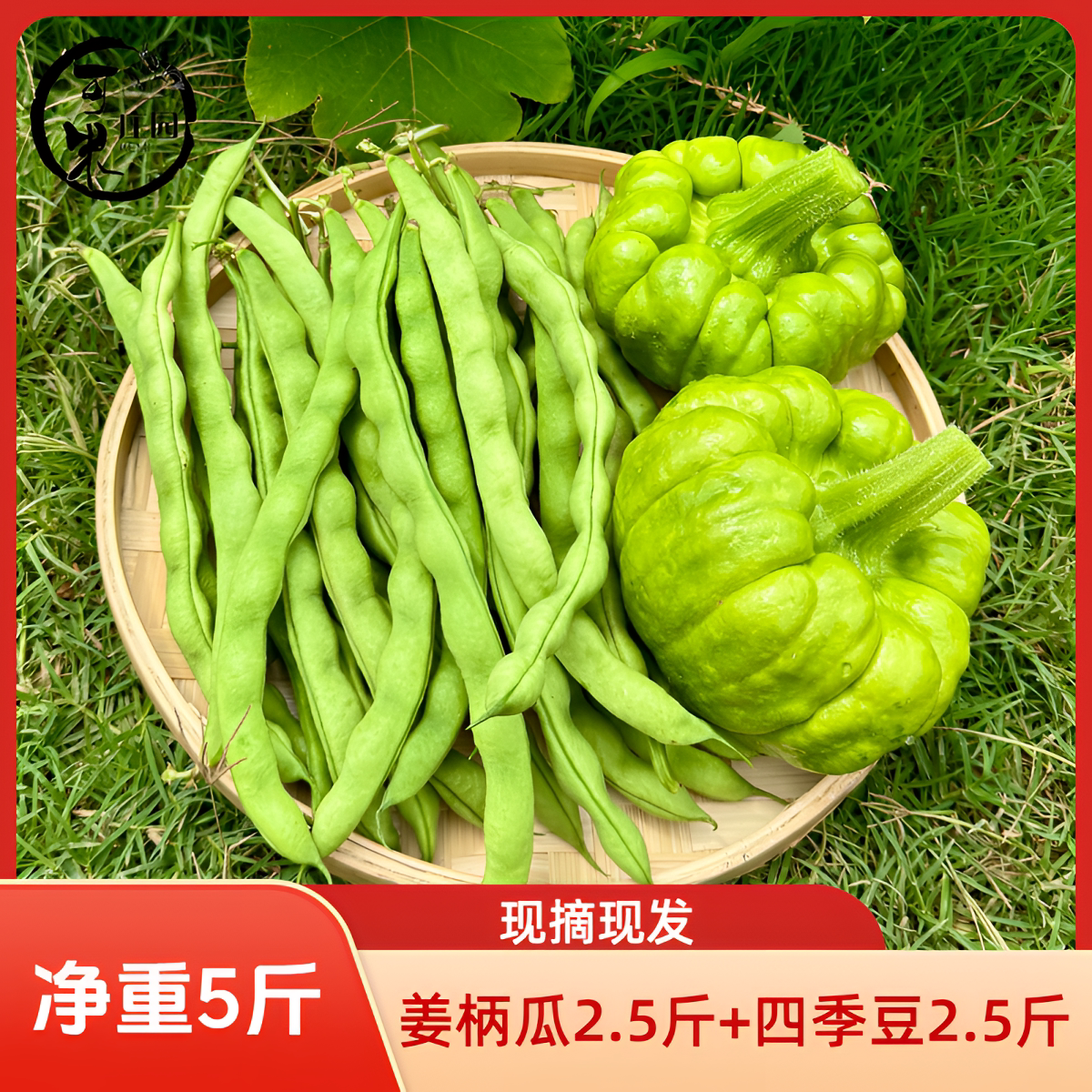 农家种植蔬菜姜柄瓜四季豆图片