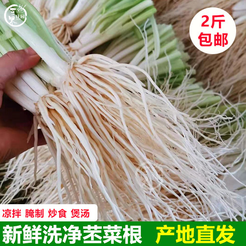 云南新鲜苤菜根撇菜根韭菜根腌制