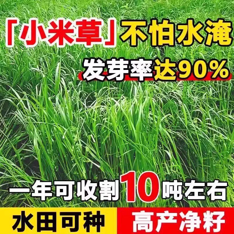 小米草种子耐水淹鱼虾蟹鱼塘专用水草种籽雀叶稗水稻田喂鱼草种籽图片