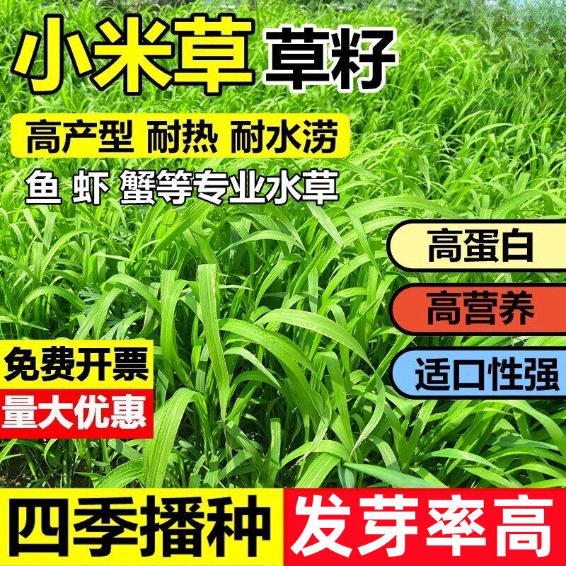 小米草种籽水草喂鱼草种子耐高温龙虾养殖稗子草四季牧草水淹养殖
