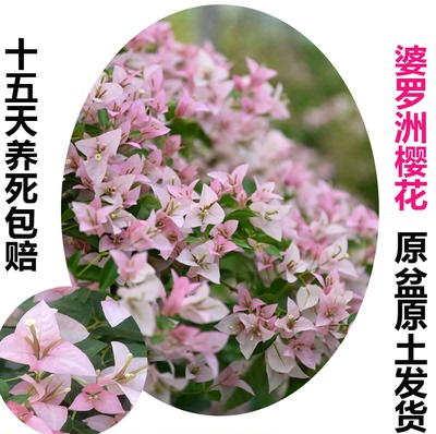 婆罗洲樱花(三角梅)原生大苗四季开花老桩爬藤植物