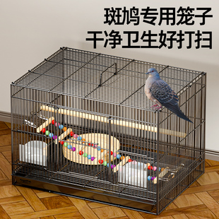 斑鸠专用笼子斑鸠鸟笼养殖笼子养斑鸠活鸟家养的笼子超大号繁殖窝