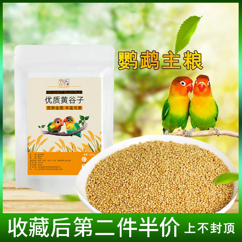 新黄谷子鹦鹉饲料谷子虎皮玄风阳图片