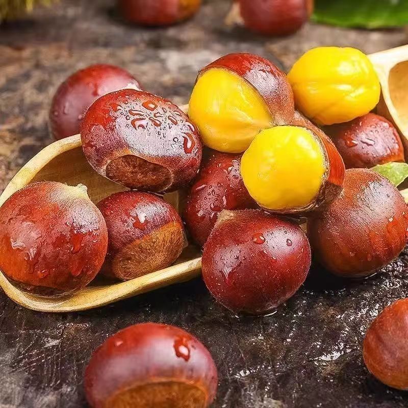 2024挑选迁西板栗正宗生栗子河北油栗野生栗子新鲜板栗