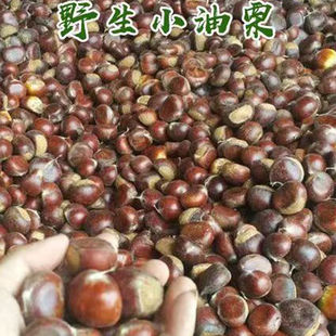 农家新鲜小板栗山东油栗毛栗子山栗子生板鲜栗生鲜板栗软糯好剥皮