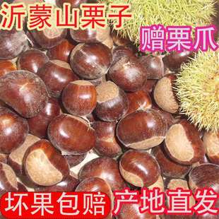 22年野生板栗生新鲜大栗子正宗山东老树油栗小毛板粟非迁西板栗仁