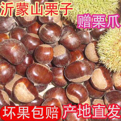22年野生板栗生新鲜大栗子正宗山东老树油栗小毛板粟非迁西板栗仁