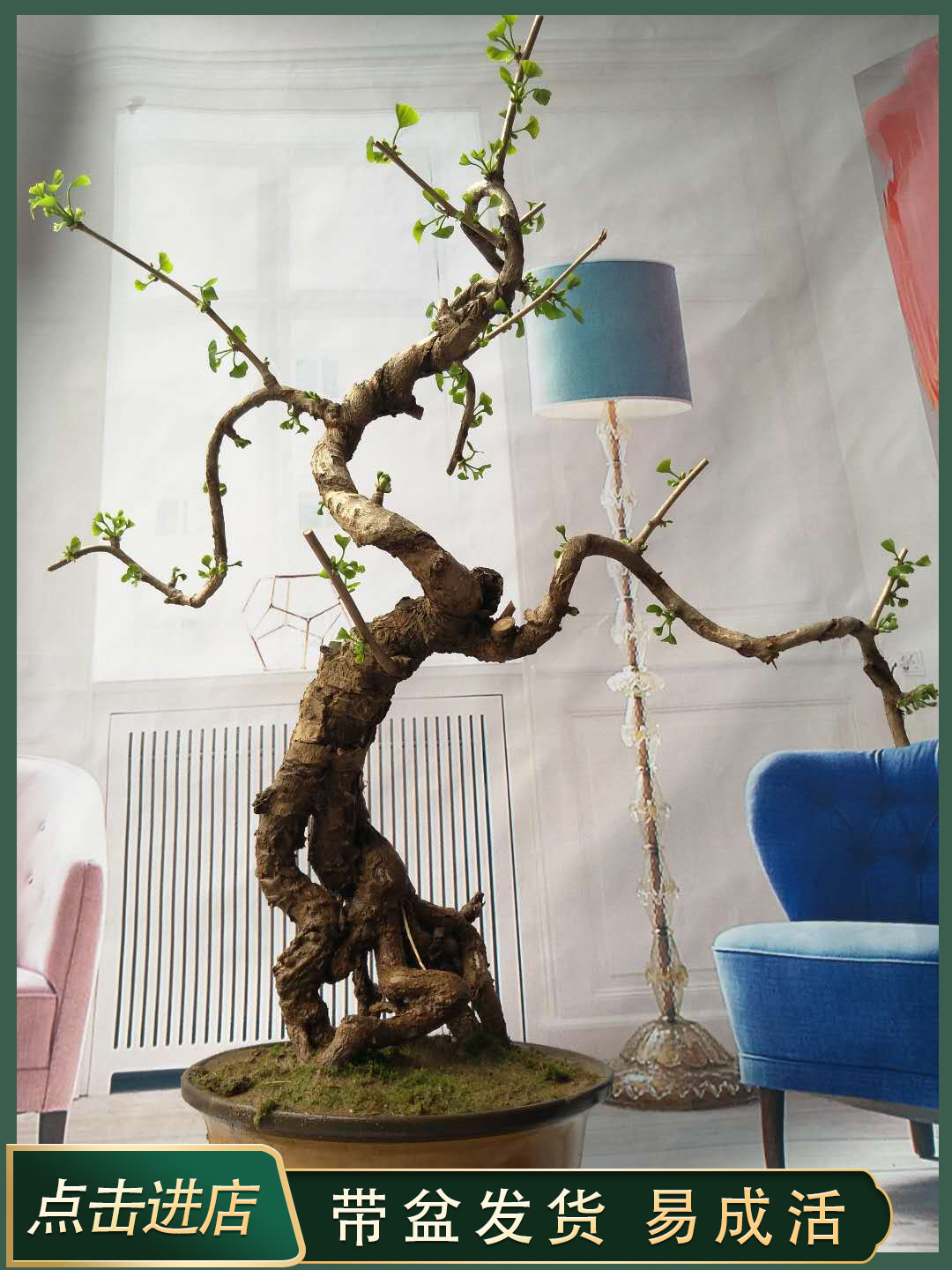 银杏老桩造型盆景白果树盆栽防辐射吸甲醛阳台庭院树桩绿植一对一