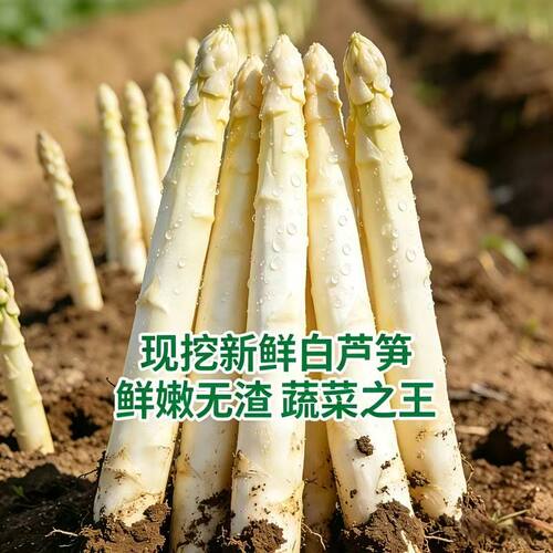 白芦笋新鲜芦笋现挖现发净重发货