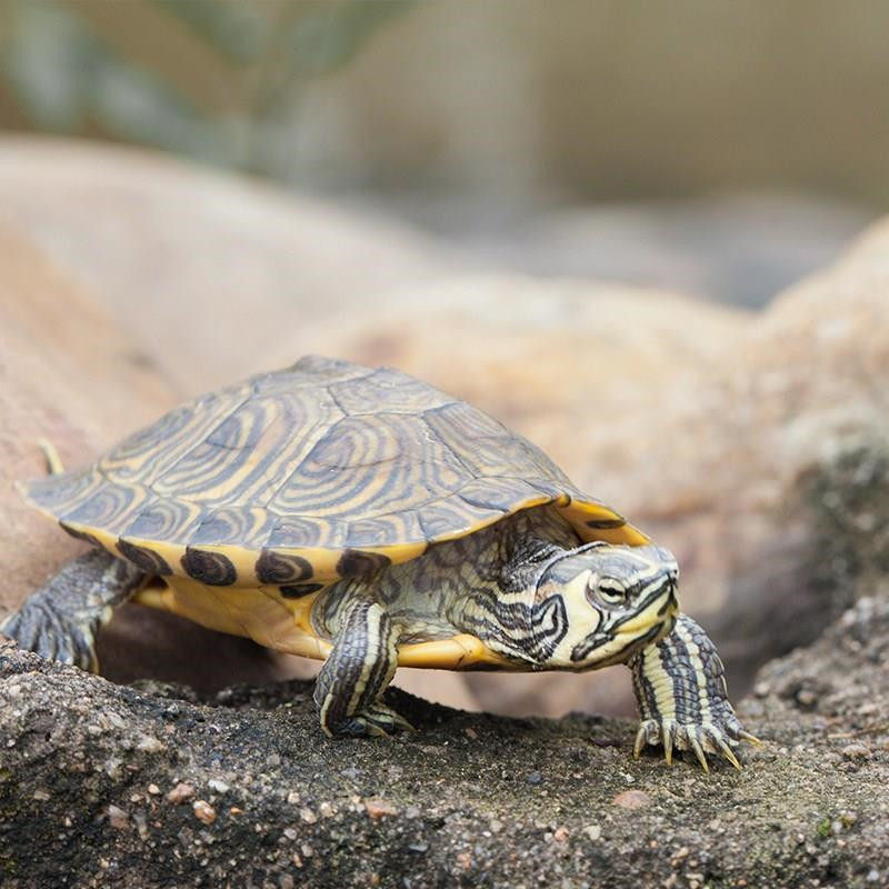 天泽龟宠外塘乌龟苗子小乌龟活体深水观赏龟多品种互动性强招财龟