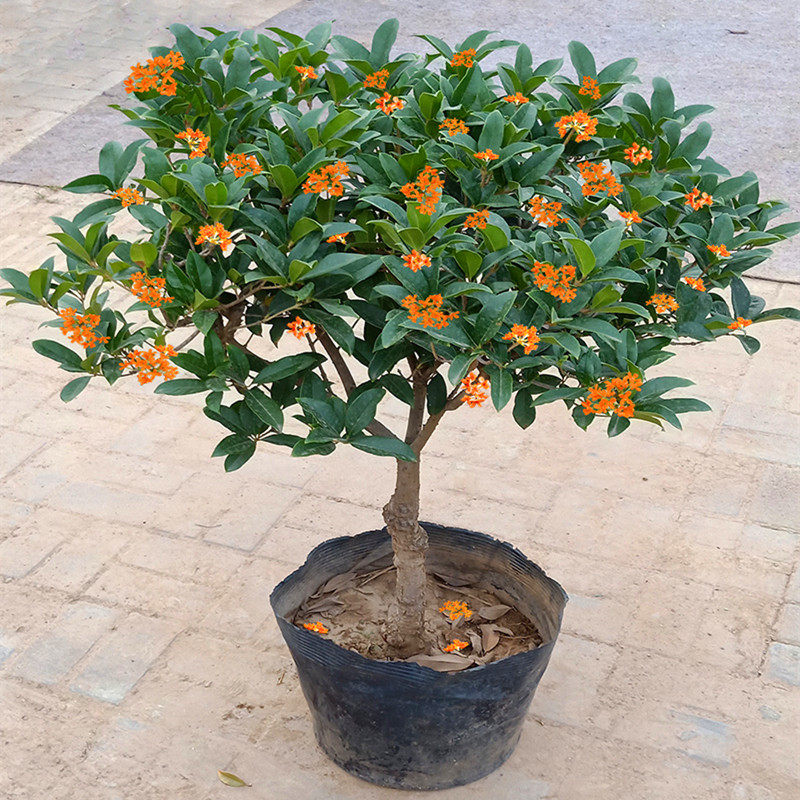 四季桂花树苗金桂盆栽庭院浓香型天香台阁盆景植物室内外花卉包邮