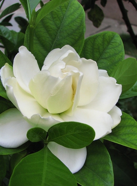 绿植阳台花卉小盆栽