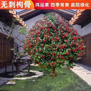 无刺枸骨球形金玉满堂树苗红果四季 常青鸿运庭院植物耐寒绿化苗木