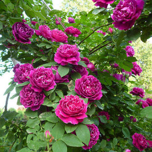 爬藤月季 庭院植物 花 蔷薇苗 紫袍玉带藤本月季 苗