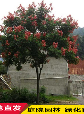栾树苗小苗黄山栾北京栾园林工程绿化苗木行道树庭院风景占地拆迁