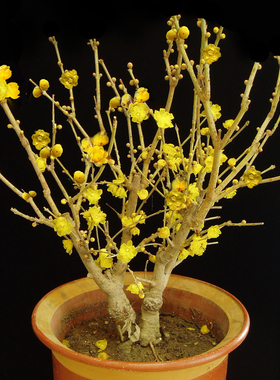 腊梅花盆景 红梅花苗 腊梅苗绿梅乌梅树苗 盆栽腊梅树苗 包成活