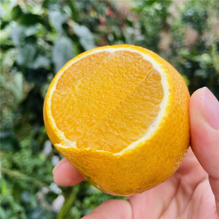 【花皮.小果】红美人果冻橙当季新鲜桔橙现摘橙超多汁皮薄肉嫩