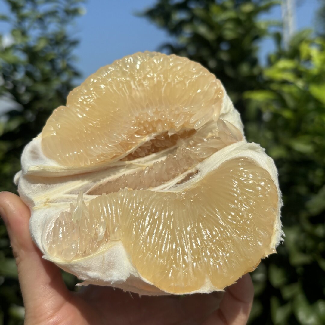 糯米家老树蜜柚白柚9甜1酸爆汁30年老树当季新鲜柚子水果