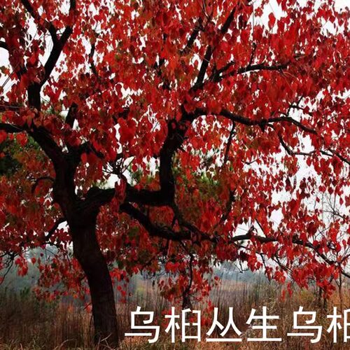 丛生乌桕单杆乌桕绿化工程苗木
