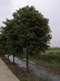 绿化工程苗木 全冠香樟树 半冠骨架香樟树树 行道庭院绿化工程树