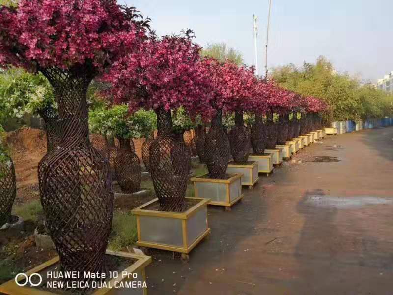 造型花瓶紫薇 石榴庭院绿化 工程厂区道路城市绿化树木