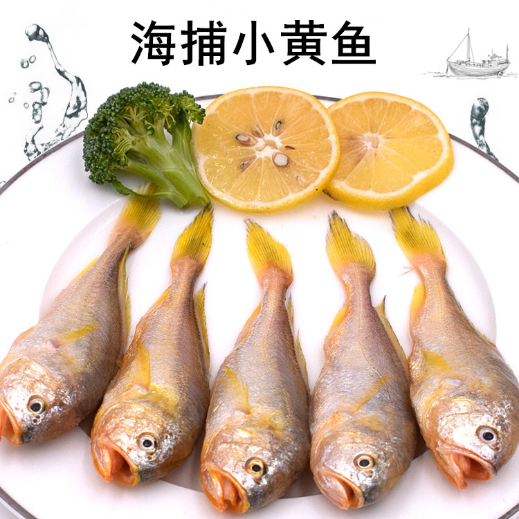 冷冻霞浦特大梅童鱼黄花鱼新鲜黄鱼类生鲜梅鱼海鱼海鲜水产鲜活