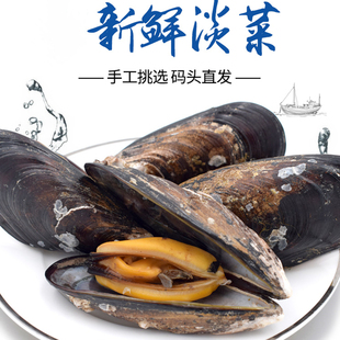福建青口贝鲜活淡菜新鲜海虹贻贝海螺肉贝类海红霞浦海鲜水产1斤