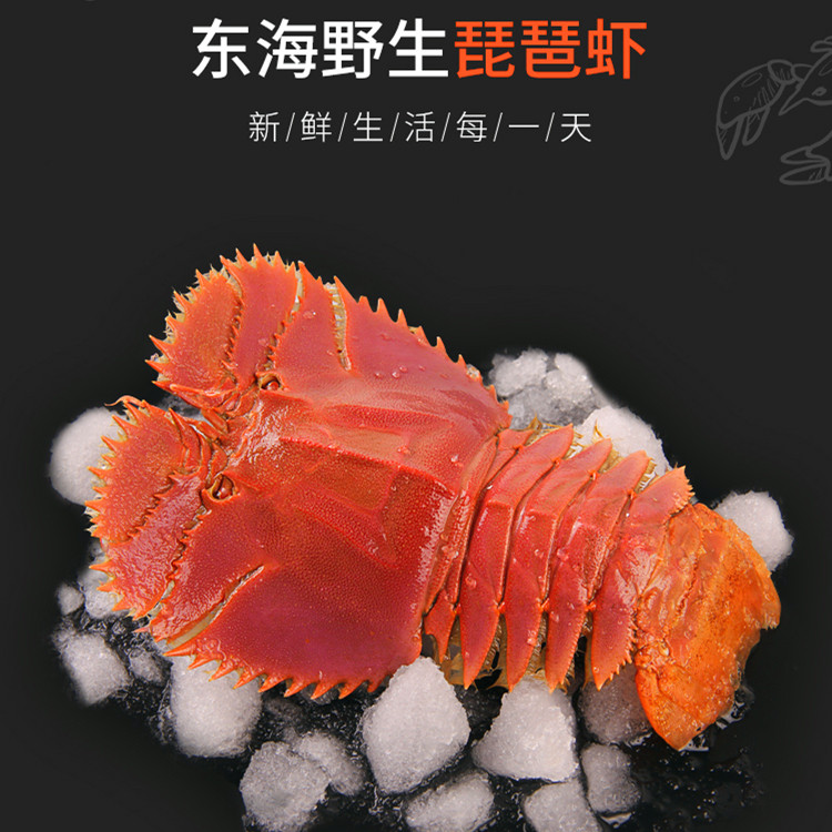 福建野生鲜活琵琶虾新鲜扇虾虾排刺身海鲜活虾海虾3件包邮顺丰