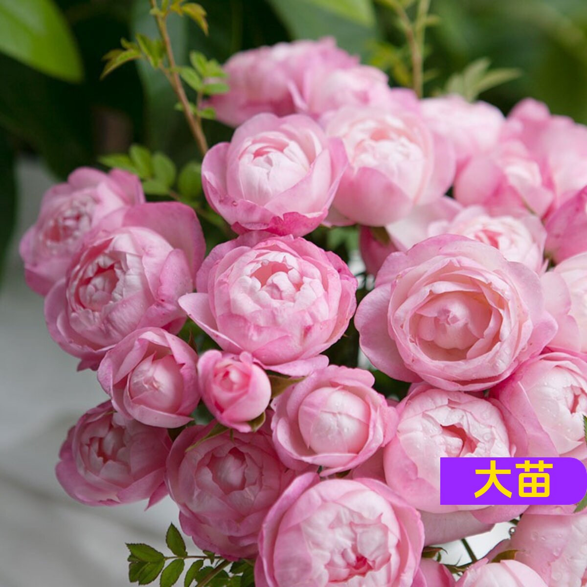 维特园艺多季开花多年生好养月季