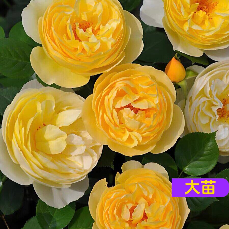 萤火虫灌木月季黄色丰花勤花