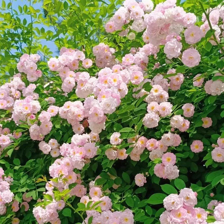 无刺粉团月季花苗爬藤花卉阳台庭院多花蔷薇粉色群开藤本植物盆栽,鲜花速递/花卉仿真/绿植园艺,月季/蔷薇/玫瑰,淘宝优惠券,粉丝福利购,淘宝优惠卷