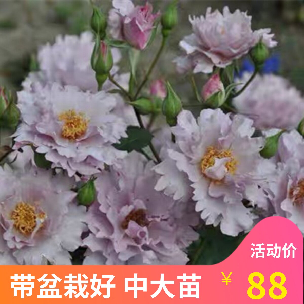 玫瑰时装月季花苗仙气特色强香丰花浓香庭院阳台盆栽植物花卉