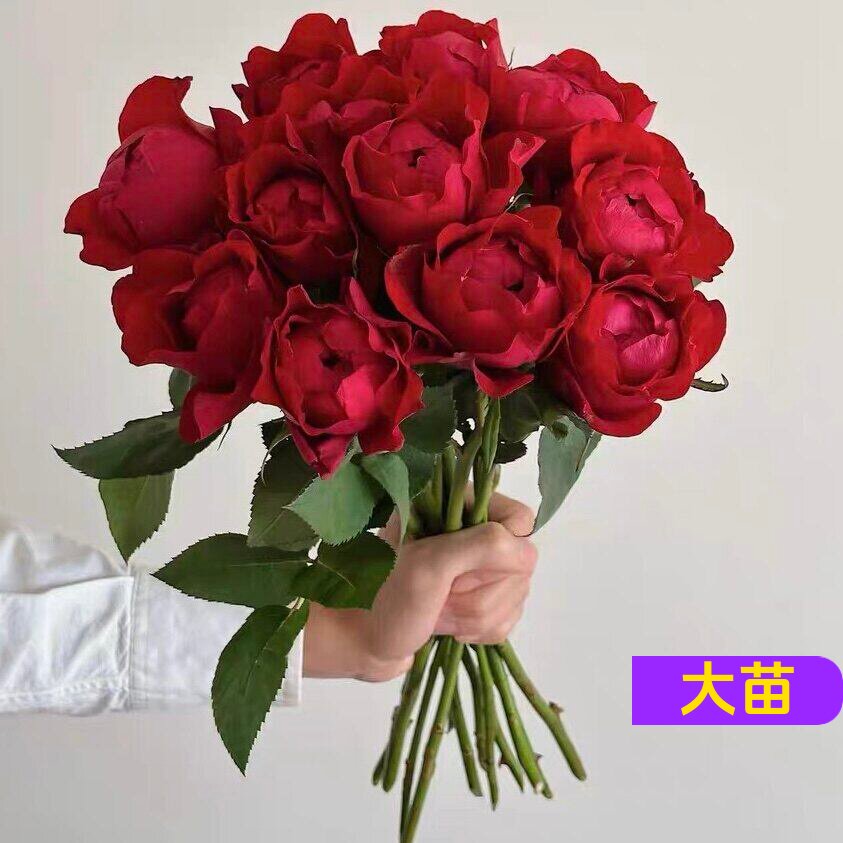 芍药红月季灌木盆栽勤花大花