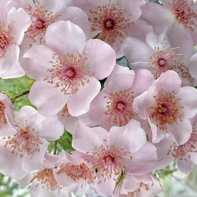 漂亮甜又名甜美人开花机器灌木