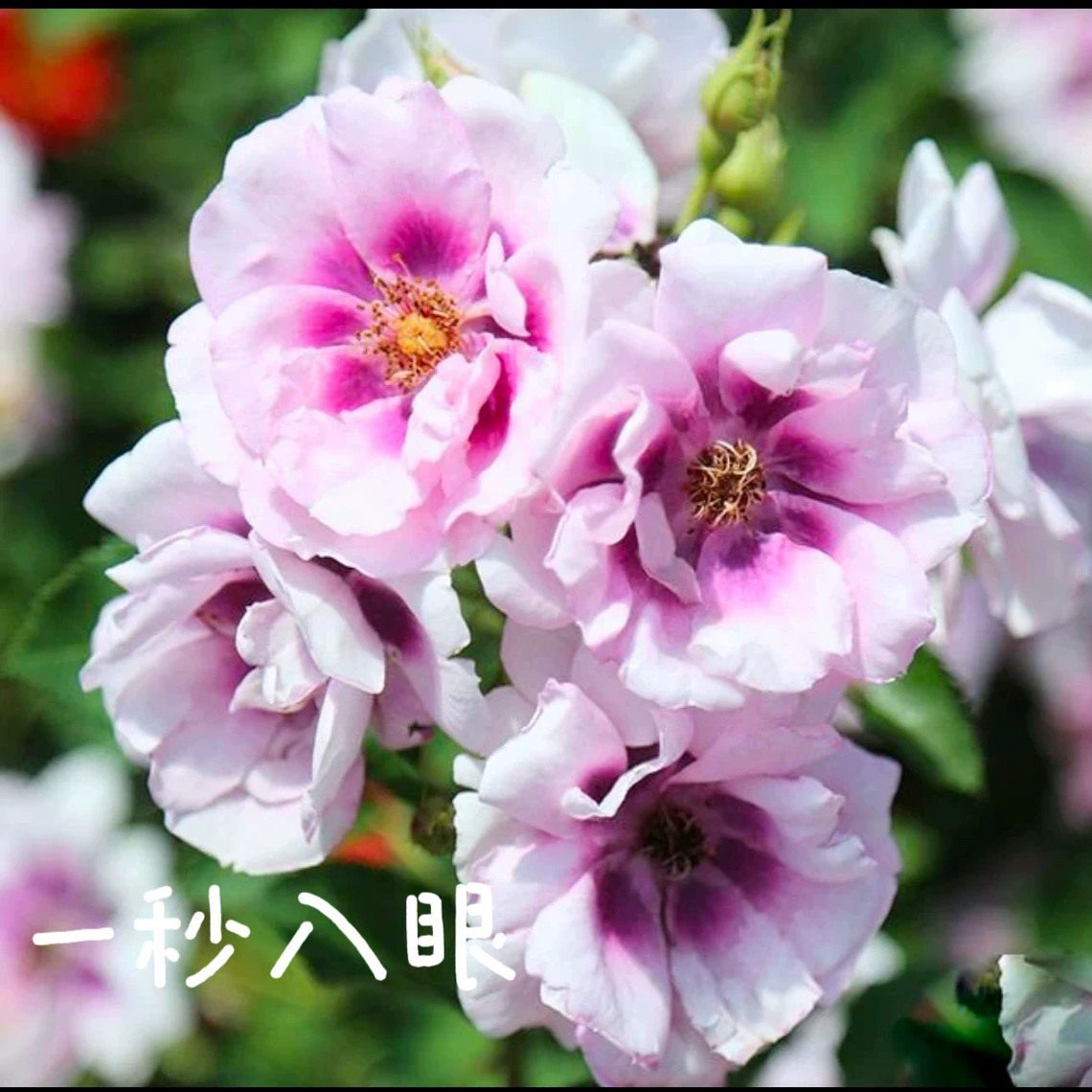 一秒入眼月季 灌木大花浓香粉红色/紫色别名赏心悦目月季勤花玫瑰,鲜花速递/花卉仿真/绿植园艺,月季/蔷薇/玫瑰,淘宝优惠券,粉丝福利购,淘宝优惠卷