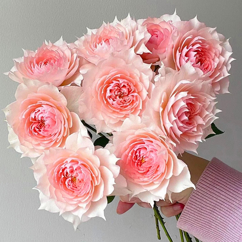 莫妮卡戴维月季花苗盆栽