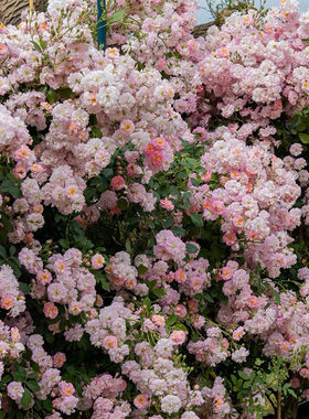 新品藤本月季香水夏天开花机器