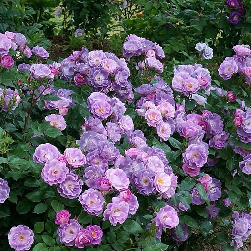 灌木丰花月季 蓝色梦想 蓝色的玫瑰花苗 簇花集群浓香 维特园艺