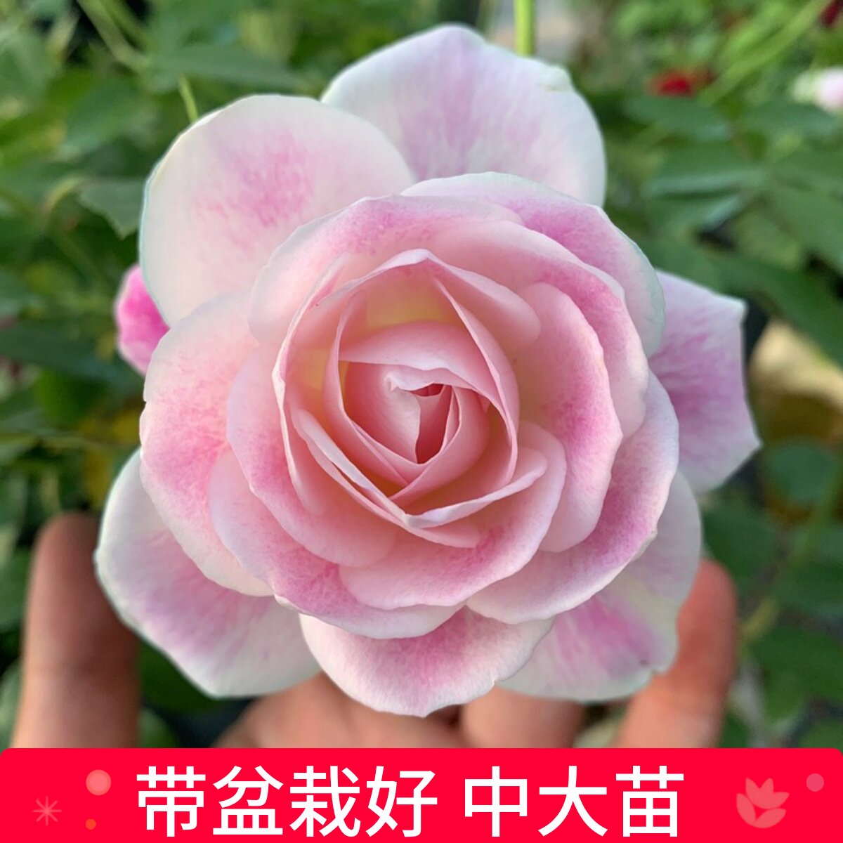 好种植月季维特园艺好看