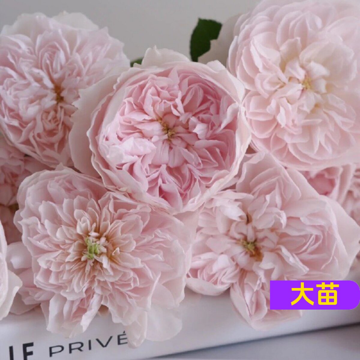 维特园艺多季开花多年生好养月季
