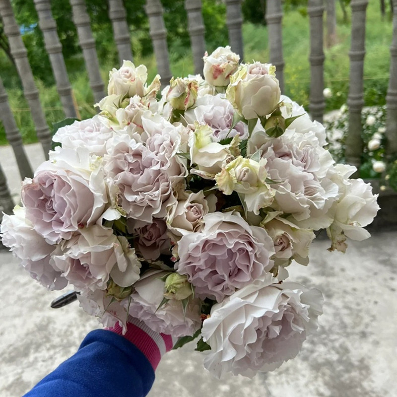 新品河本 萨菲/莎菲天使月季长势快 抗病 勤花 花径大 多季节重复